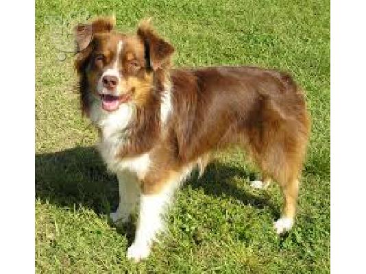 PoulaTo: Buy good and quality australian shepereds here